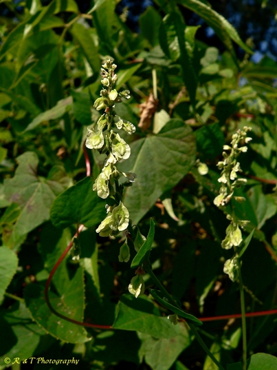 {Fallopia scandens}